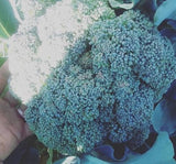 Broccoli, Umpqua