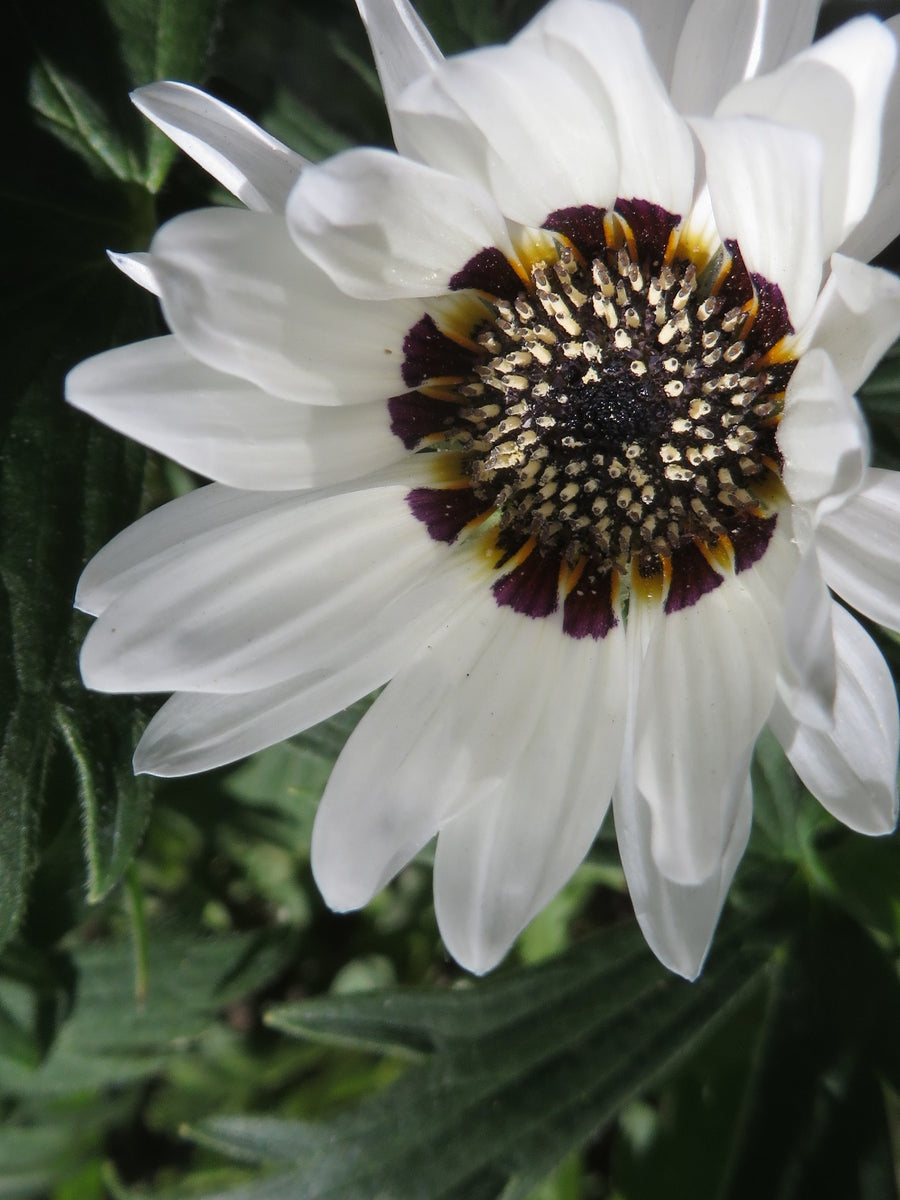 Zulu Prince Daisy – Giving Ground Seeds