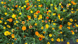 Calendula Mix