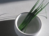 Chives, Pink