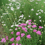 Yarrow, Crazy Colorado Mix