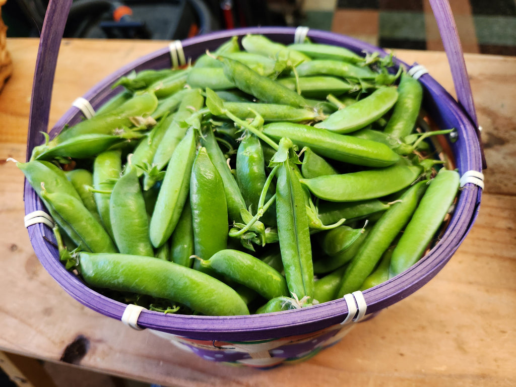 5 Plants to Grow When You Have No Time to Garden