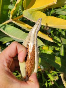 Saving milkweed seed