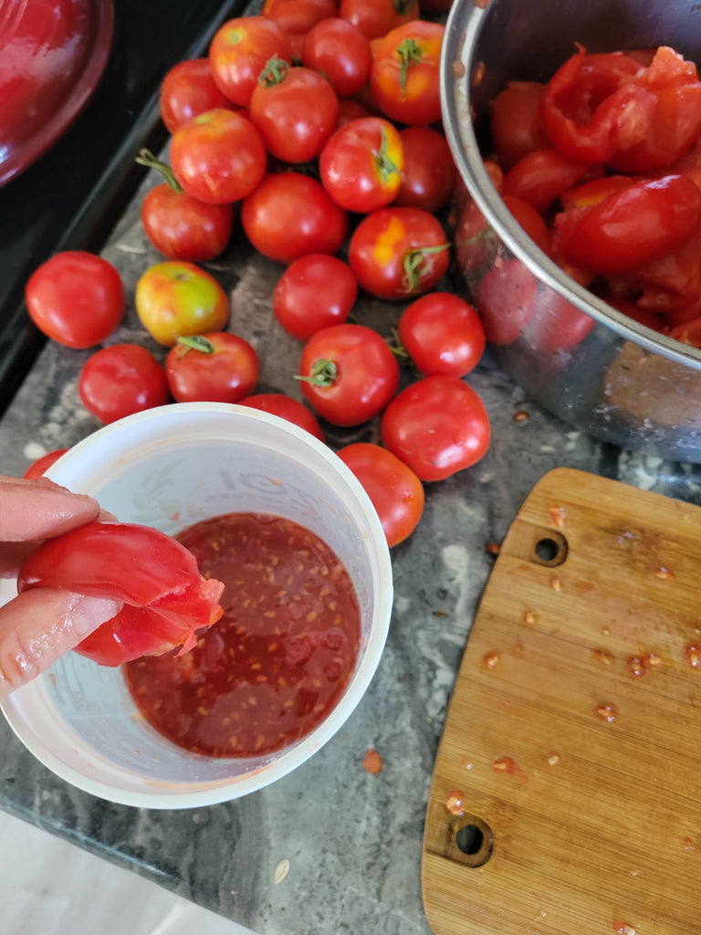 Saving Tomato Seeds is Easy!