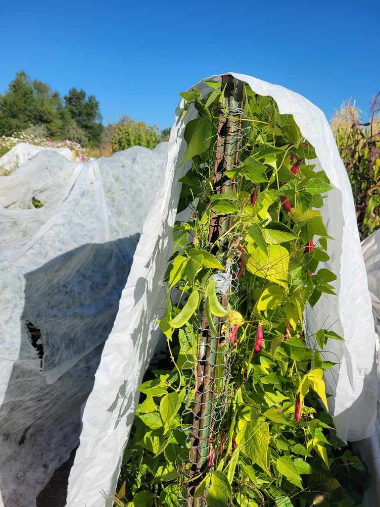 Will if FROST or FREEZE and how to prepare: