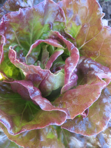 Growing vegetables in part shade