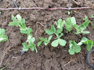 The REAL dirt on sprouting peas!  Secrets to growing early peas, late peas, and every sweet crunch in between.