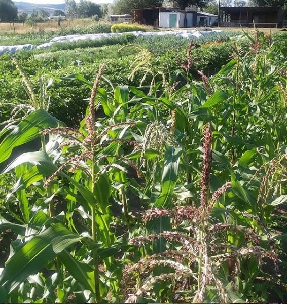 The Ups and Downs of Hand-pollinating Corn