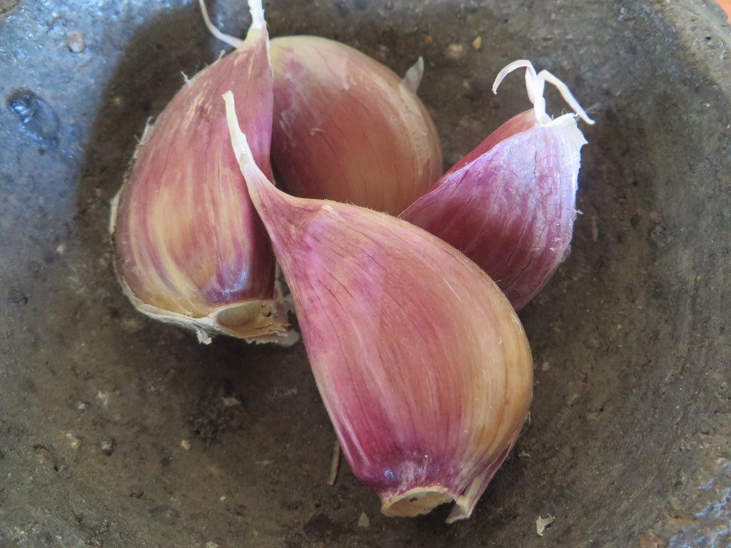 Ten Steps to Growing Great Garlic