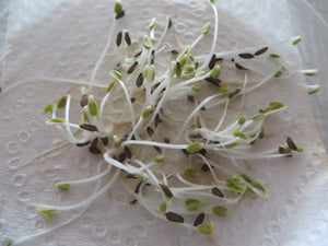 Successfully germinating seeds