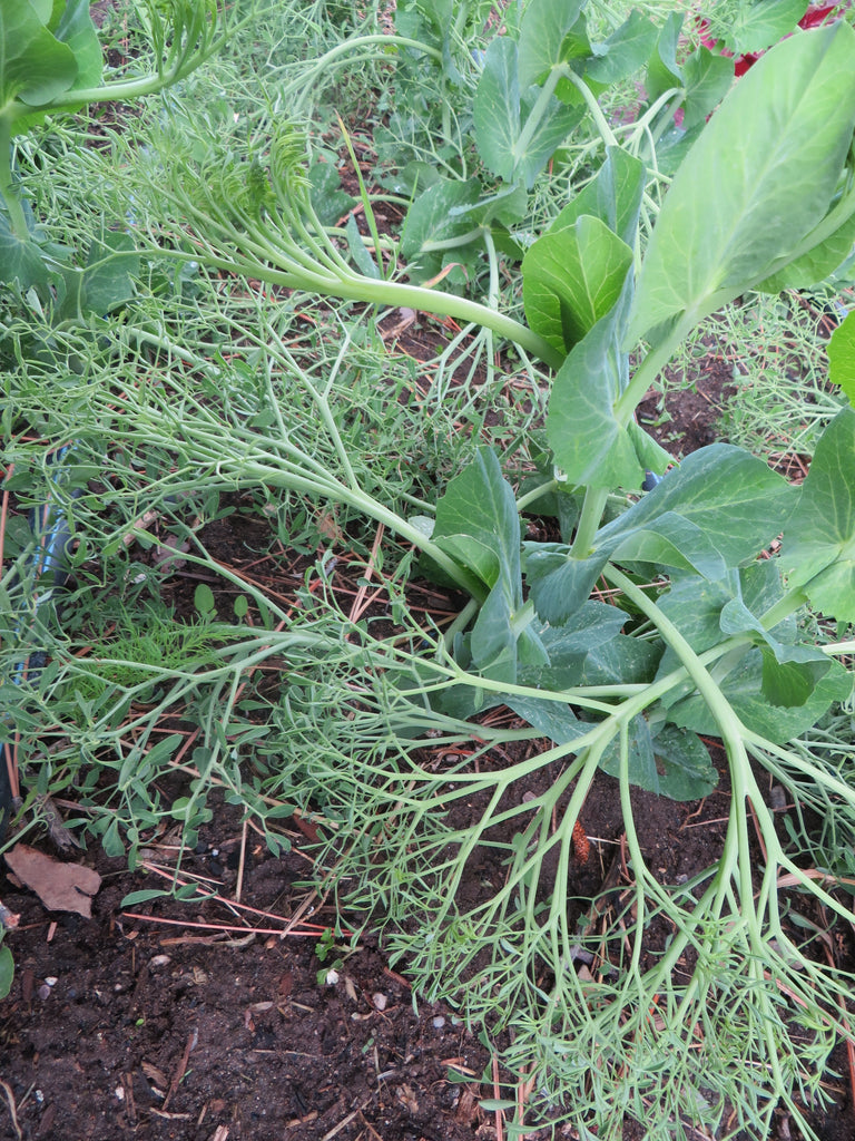 Have You Heard About Parsley Pea??