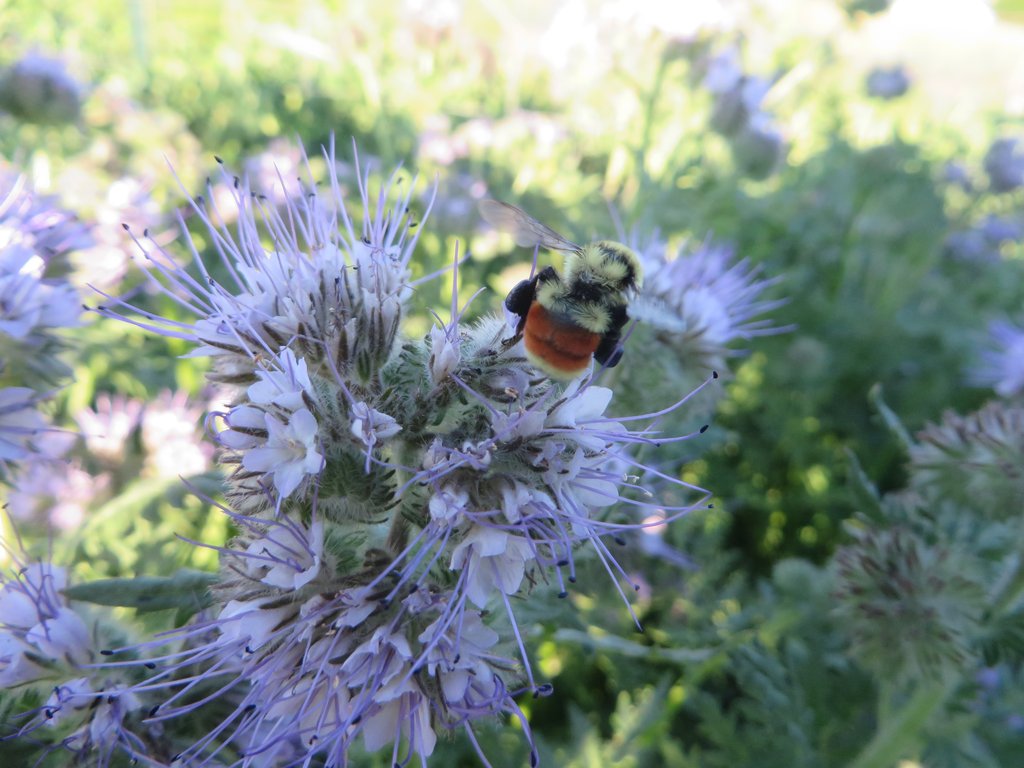 Bee Watching