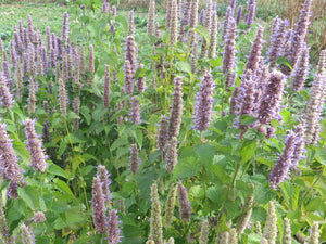 Self-reliance.... In a lovely little perennial herb garden