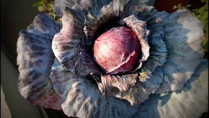Organic pest management:  Imported Cabbage Worm
