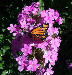 Honoring Homero Gomez Gonzales- Activist who fought to protect monarch butterflies