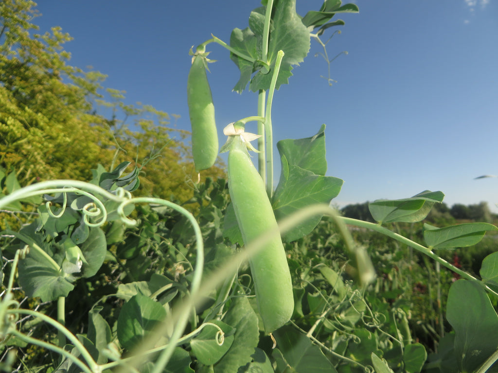 Garden fascination: How climbing peas climb