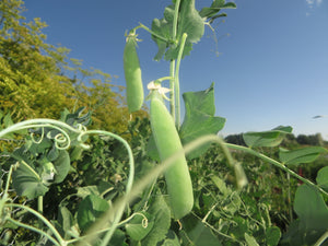 Garden fascination: How climbing peas climb