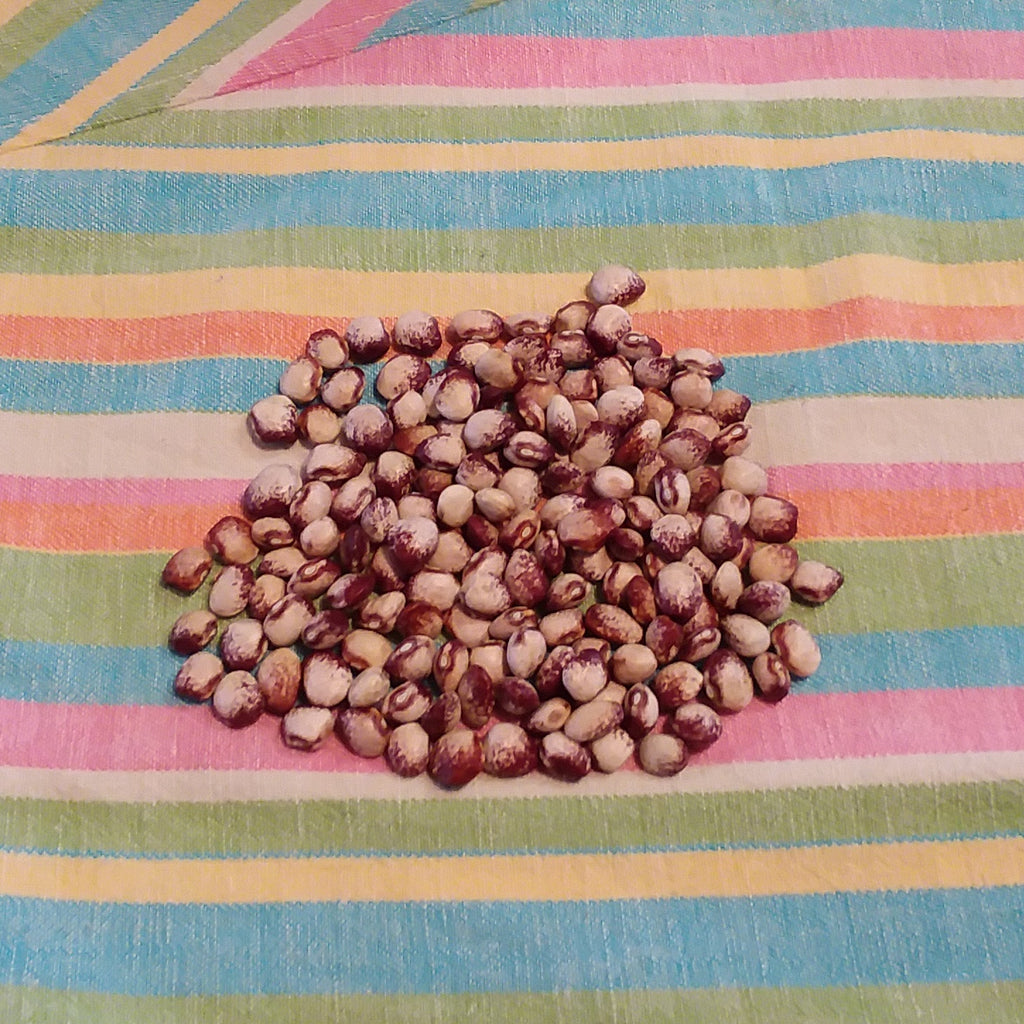 Variety Focus:  Mayflower Dry Bean