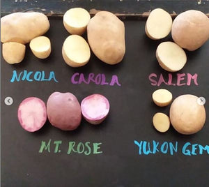 Scab-Resistant Potato Varieties