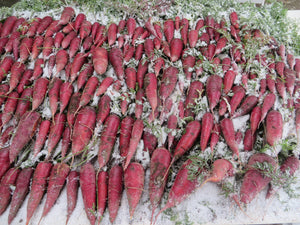 Fresh Carrots All Winter