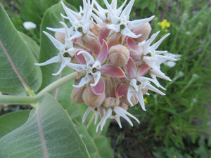 Growing Milkweed for Monarch Butterflies