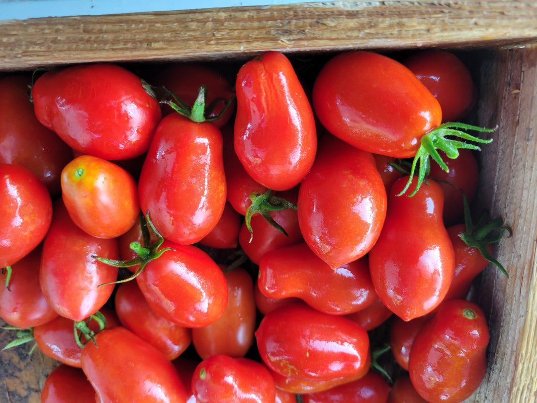 Paste Tomatoes – Giving Ground Seeds