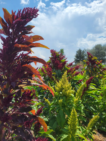 Amaranth, UCSC Popping