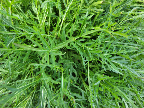 Arugula, Perennial Wild