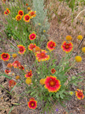 Blanketflower, Gaillardia