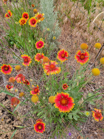 gaillardia blanket flower seeds Blanketflower, Gaillardia – Giving Ground Seeds