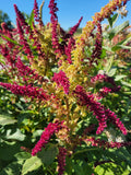 Above Average Amaranth Mix