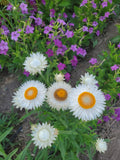 Vintage White Strawflower