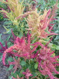 Amaranth, Alegria