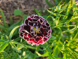 Dianthus, Black and White
