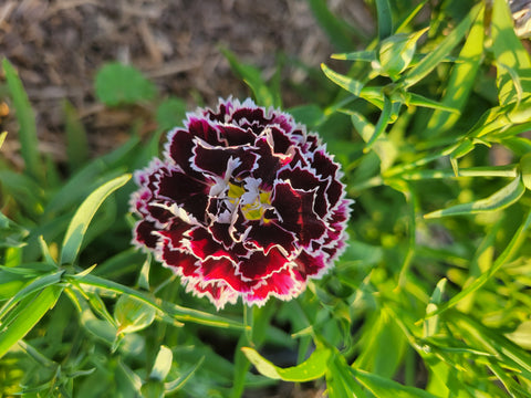 Dianthus, Black and White