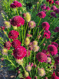 Scabiosa, Merlot