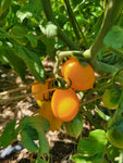 Tomato, Vesuviano Giallo Ramallet