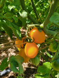 Tomato, Vesuviano Giallo Ramallet