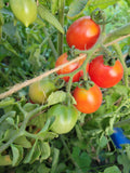 Tomato, Piennolo del Vesuviano Ramallet