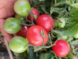 Tomato, Rosy Finch Micro