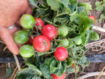 Tomato, Rosy Finch Micro