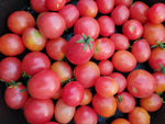 Tomato, Rosy Finch Micro