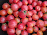 Tomato, Rosy Finch Micro