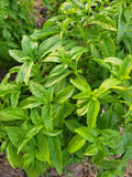 Basil, Genovese
