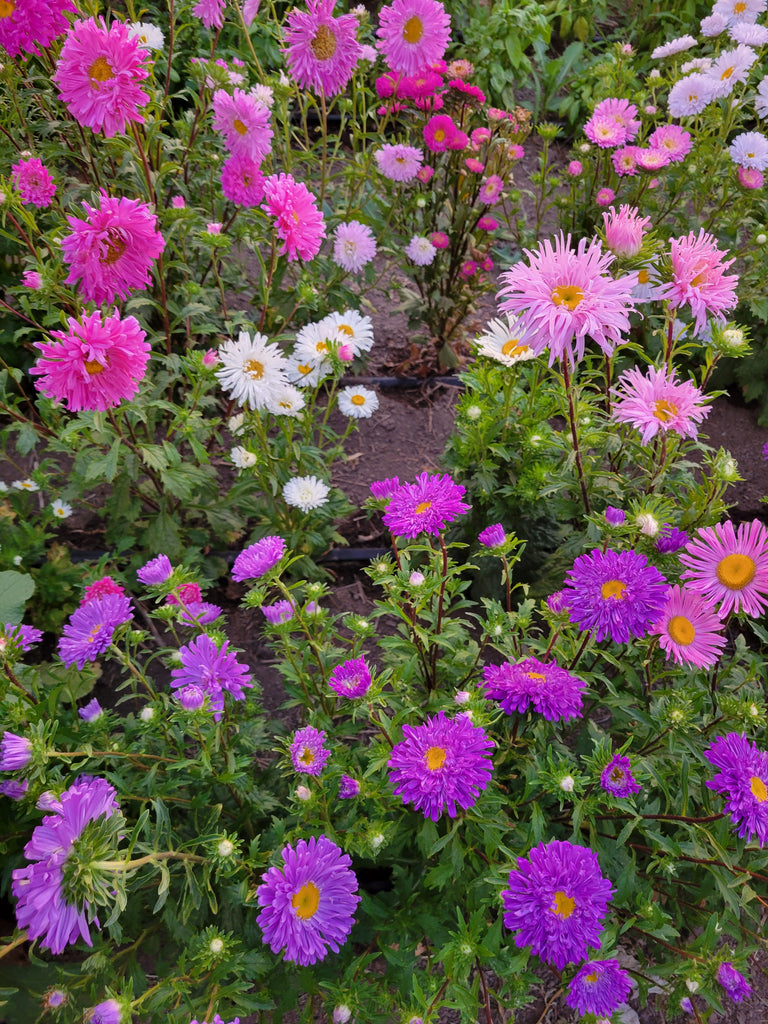 aster seeds planting Aster, Giant Mix – Giving Ground Seeds
