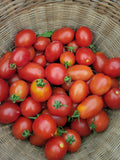 Tomato, Piennolo del Vesuviano Ramallet