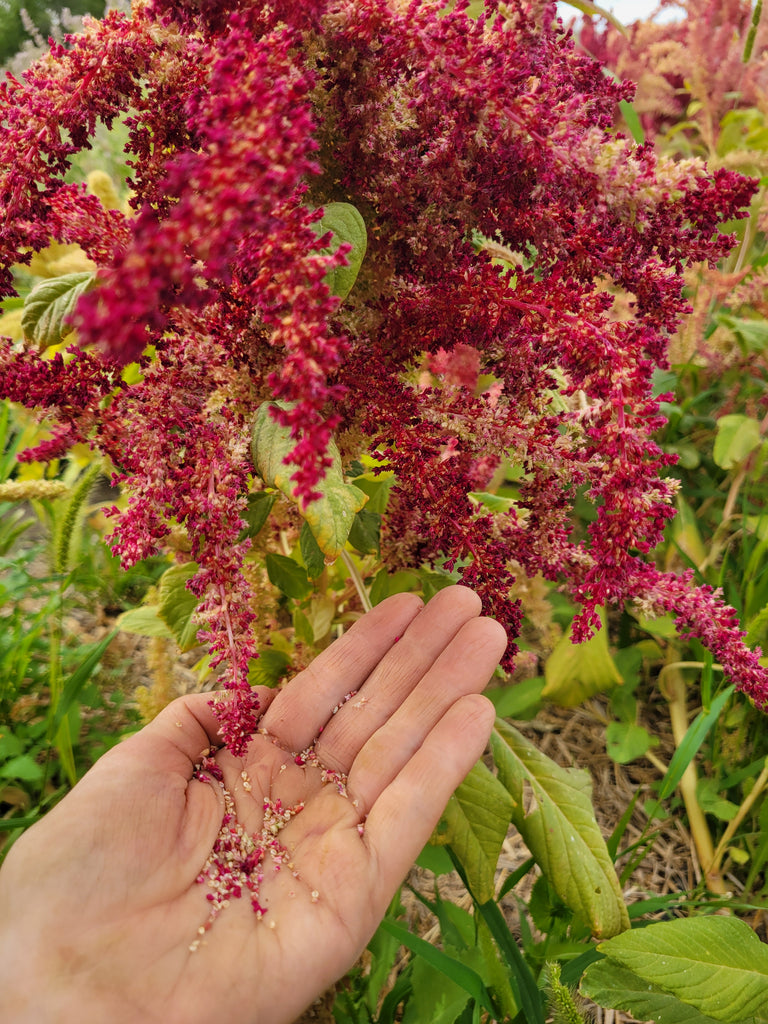 where to buy amaranth seeds for planting Amaranth, Alegria – Giving Ground Seeds