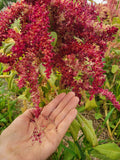 Amaranth, Alegria