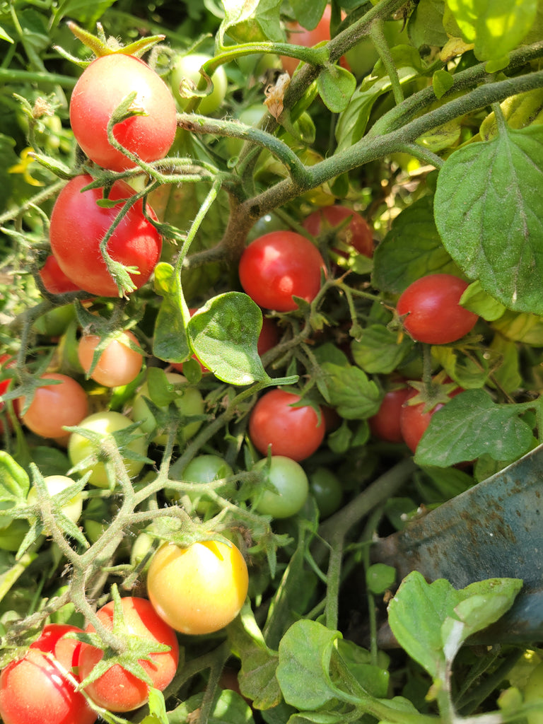 garden pearl tomato seeds Tomato, Garden Pearl – Giving Ground Seeds
