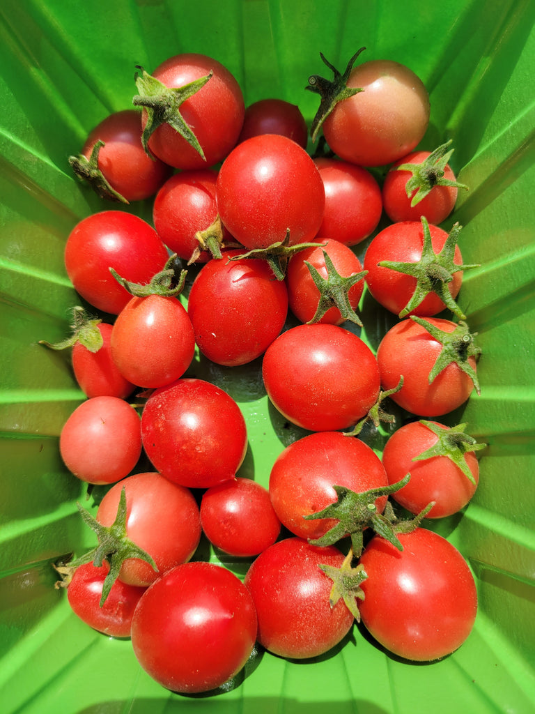 garden pearl tomato seeds Tomato, Garden Pearl – Giving Ground Seeds